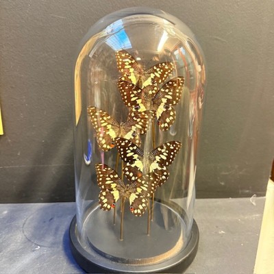 Flight of butterflies: 5 Swallowtail butterfly under glass dome