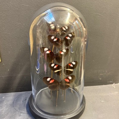 Envolée de 5 papillons Heliconius Melpomene sous cloche