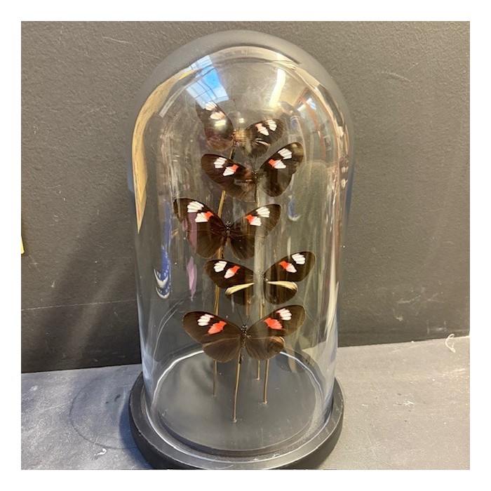 Flight of butterflies - 5 Heliconius Melpomene under glass dome