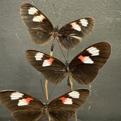 Envolée de 5 papillons Heliconius Melpomene sous cloche