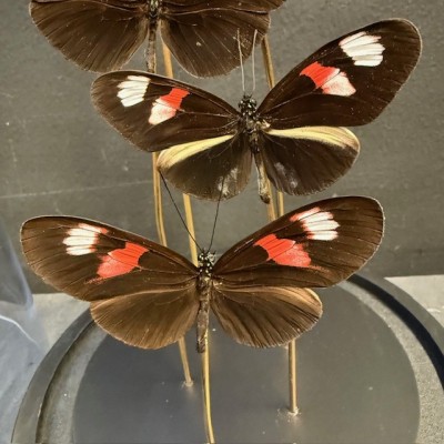 Flight of butterflies - 5 Heliconius Melpomene under glass dome