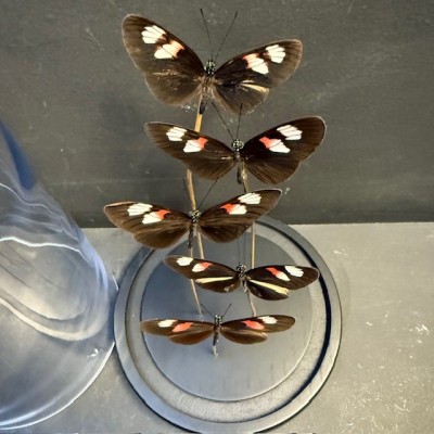Flight of butterflies - 5 Heliconius Melpomene under glass dome