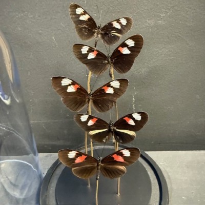 Flight of butterflies - 5 Heliconius Melpomene under glass dome