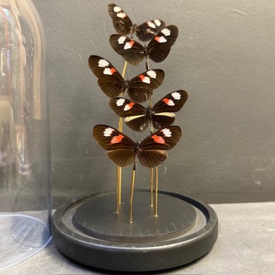 Envolée de 5 papillons Heliconius Melpomene sous cloche