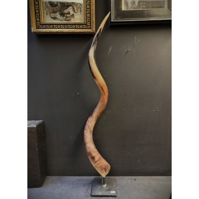 Greater Koudou polished horn on pedestal South african antelope