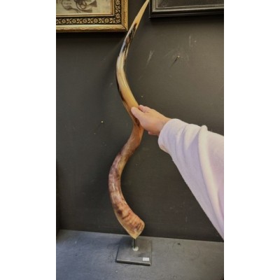 Greater Koudou polished horn on pedestal South african antelope