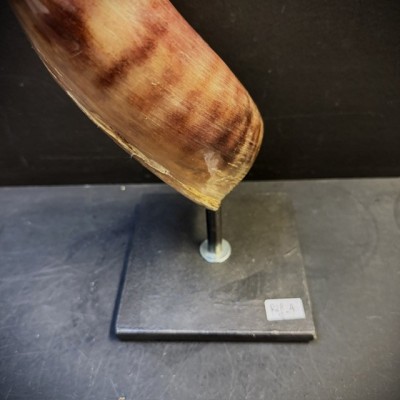 Corne de Grand Koudou sur socle - Antilope Tragelaphus strepsiceros