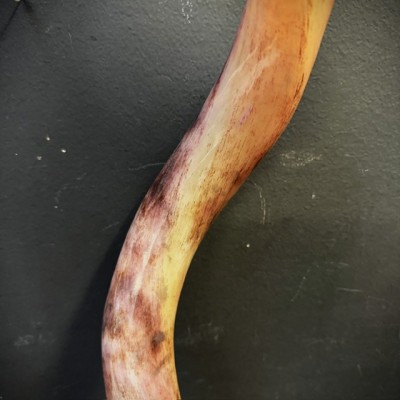 Greater Koudou polished horn on pedestal South african antelope