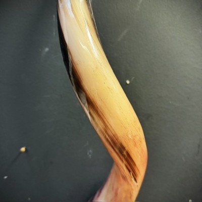 Greater Koudou polished horn on pedestal South african antelope