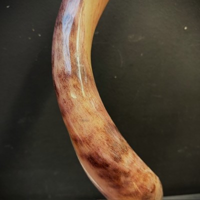 Corne de Grand Koudou sur socle - Antilope Tragelaphus strepsiceros