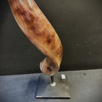 Greater Koudou polished horn on pedestal South african antelope