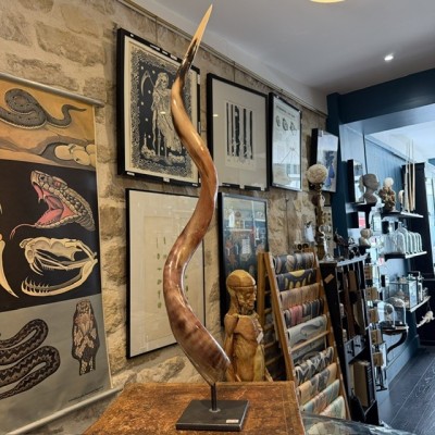 Corne de Grand Koudou sur socle - Antilope Tragelaphus strepsiceros