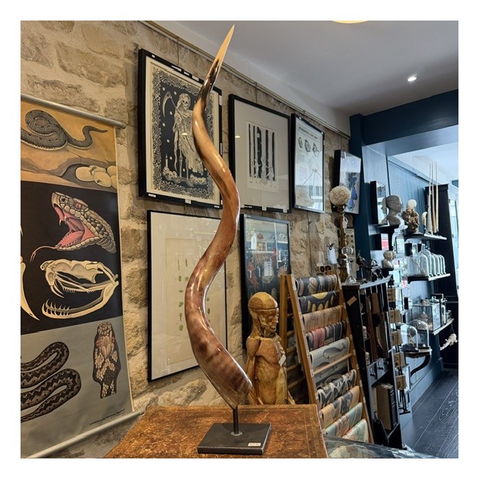 Greater Koudou polished horn on pedestal South african antelope