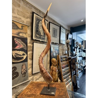 Greater Koudou polished horn on pedestal South african antelope