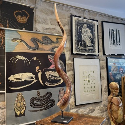 Corne de Grand Koudou sur socle - Antilope Tragelaphus strepsiceros