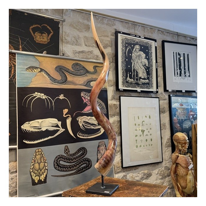 Greater Koudou polished horn on pedestal South african antelope