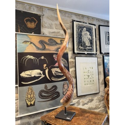 Corne de Grand Koudou sur socle - Antilope Tragelaphus strepsiceros