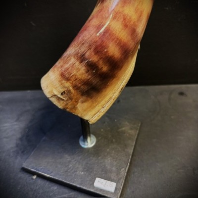 Greater Koudou polished horn on pedestal South african antelope