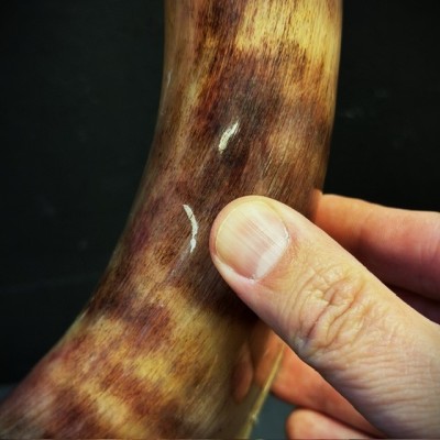 Greater Koudou polished horn on pedestal South african antelope