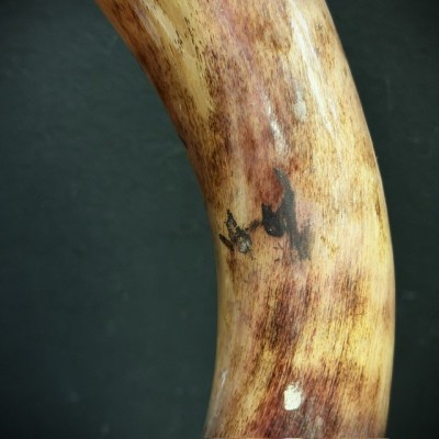 Greater Koudou polished horn on pedestal South african antelope