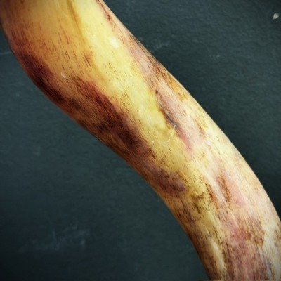 Corne de Grand Koudou sur socle - Antilope Tragelaphus strepsiceros