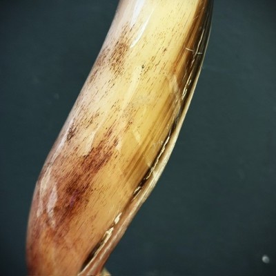 Corne de Grand Koudou sur socle - Antilope Tragelaphus strepsiceros