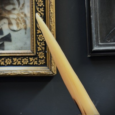 Corne de Grand Koudou sur socle - Antilope Tragelaphus strepsiceros