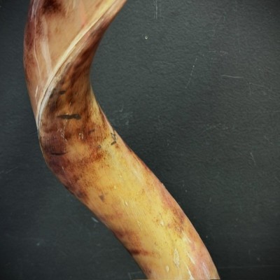 Greater Koudou polished horn on pedestal South african antelope