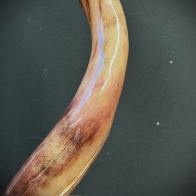 Greater Koudou polished horn on pedestal South african antelope