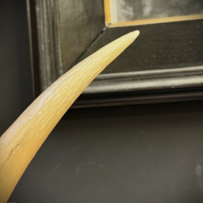 Greater Koudou polished horn on pedestal South african antelope