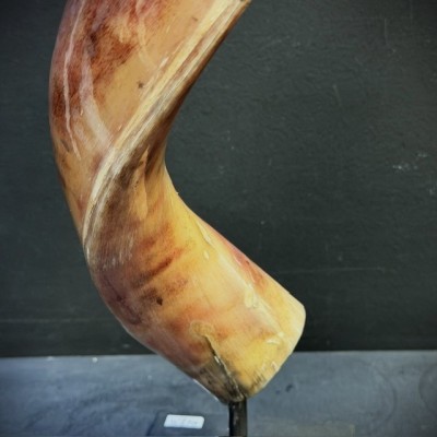 Greater Koudou polished horn on pedestal South african antelope