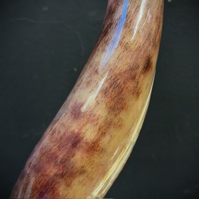 Greater Koudou polished horn on pedestal South african antelope