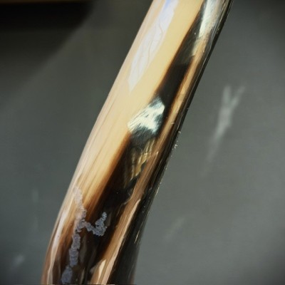 Corne de Grand Koudou sur socle - Antilope Tragelaphus strepsiceros