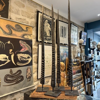 South African Oryx horn polished on base - Oryx gazella