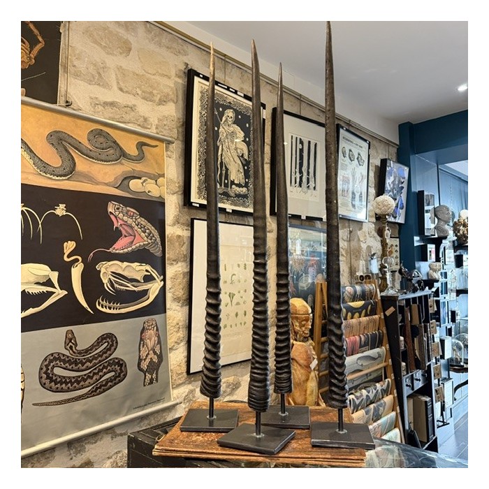 South African Oryx horn polished on base - Oryx gazella