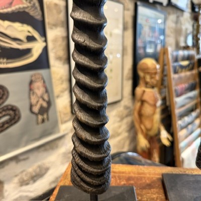 South African Oryx horn polished on base - Oryx gazella