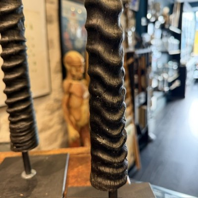 South African Oryx horn polished on base - Oryx gazella