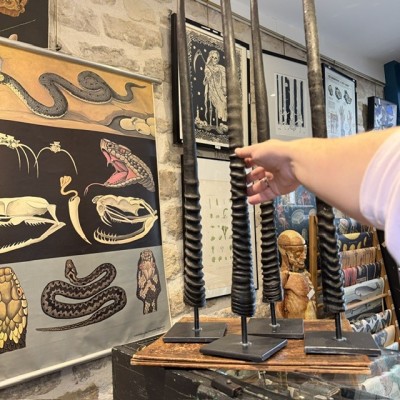 Corne d'Oryx sur socle - Oryx gazella - Afrique du Sud