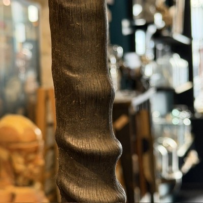 South African Oryx horn polished on base - Oryx gazella