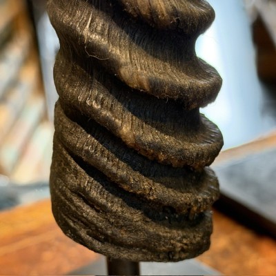 South African Oryx horn polished on base - Oryx gazella