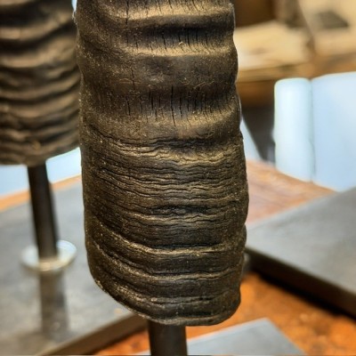 South African Oryx horn polished on base - Oryx gazella