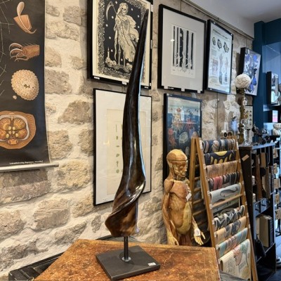 Southern eland polish horn on pedestal - Taurotragus oryx