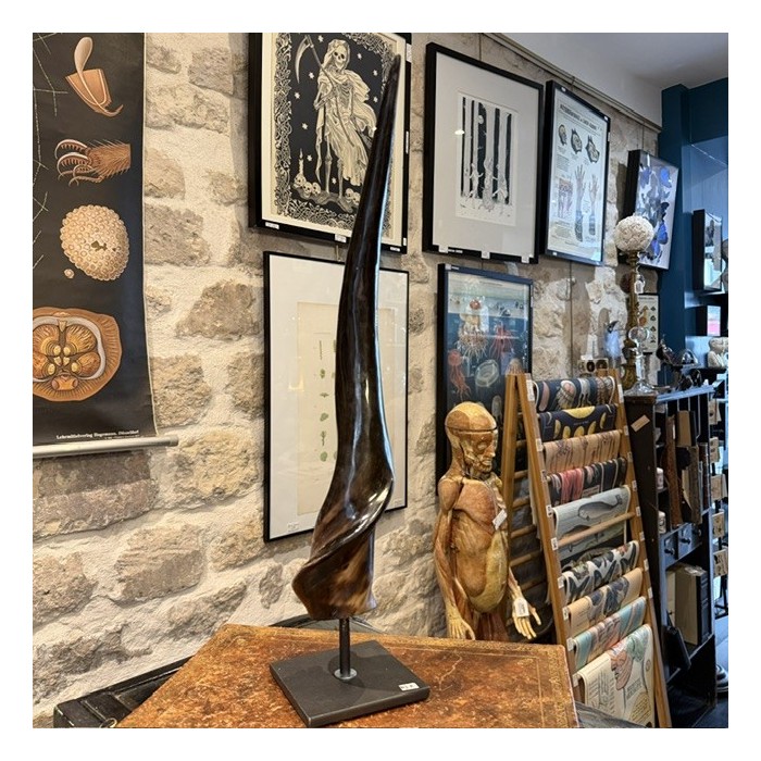 Corne d'Eland du Cap polie sur socle - Taurotragus oryx