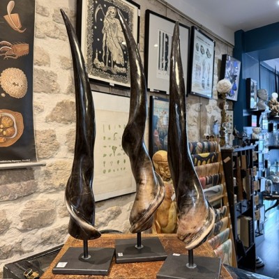 Southern eland polish horn on pedestal - Taurotragus oryx