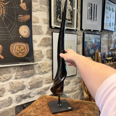 Southern eland polish horn on pedestal - Taurotragus oryx