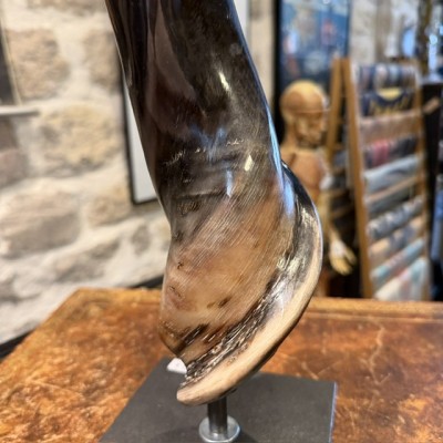 Southern eland polish horn on pedestal - Taurotragus oryx