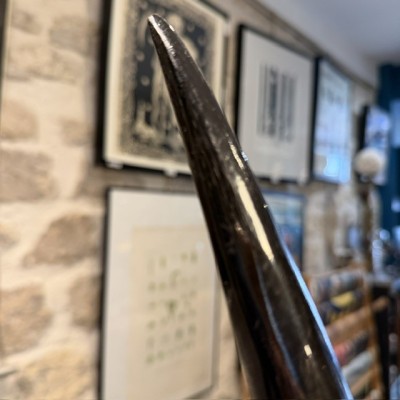 Corne d'Eland du Cap polie sur socle - Taurotragus oryx