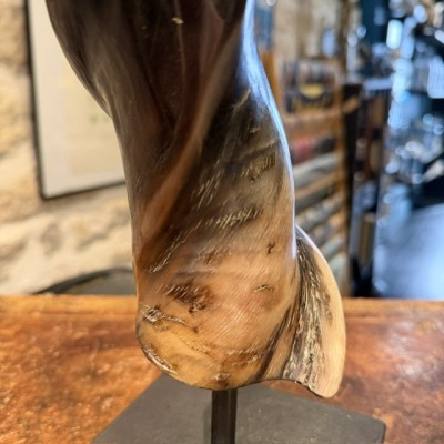 Southern eland polish horn on pedestal - Taurotragus oryx