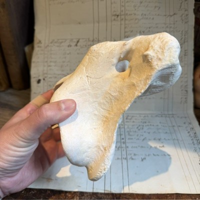 Giraffe vertebra - With CITES license - Giraffa camelopardalis