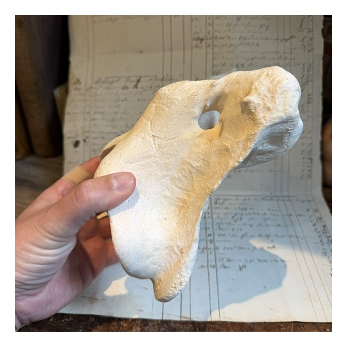 Giraffe vertebra - With CITES license - Giraffa camelopardalis